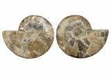 Cut & Polished, Agatized Ammonite Fossil - Madagascar #323407-1